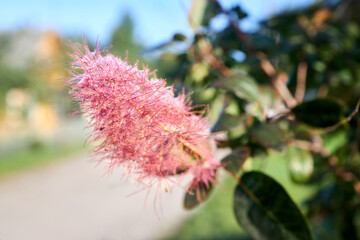 Cotinus coggygria, Rhus cotinus, European smoketree, Eurasian smoketree, smoke tree, smoke bush, Venetian sumach, or dyer's sumach, Eurasian flowering plant family Anacardiaceae, flower in dew drops.