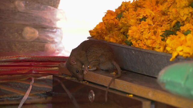 Rat next to the flower box in Karni Mata Temple, India. Rats are considered sacred animals and roam freely, are worshiped and fed at the Karni Mata temple.