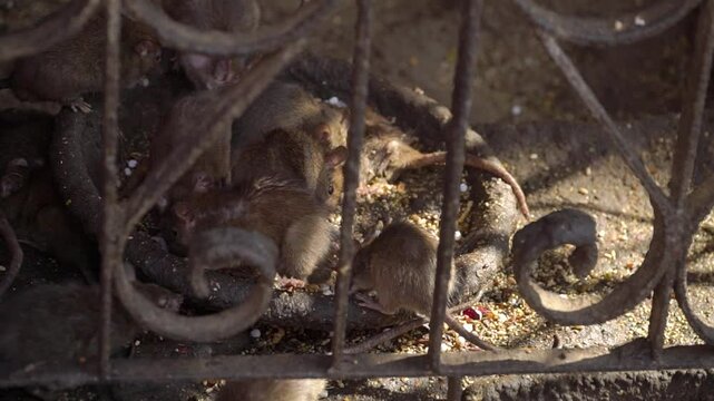 A herd of rats is eating food behind the enclosure of the Karni Mata Temple, India. Rats are considered sacred animals and roam freely, are worshiped and fed at the Karni Mata temple.