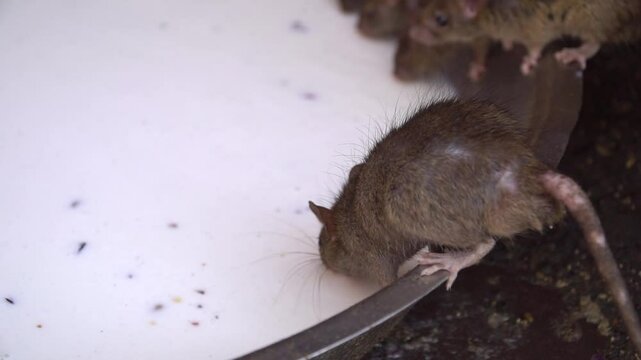 Close-up of a rat drinking milk from a huge bowl on the floor of the Karni Mata Temple, India. Rats are considered sacred animals and roam freely, are worshiped and fed at the Karni Mata temple.