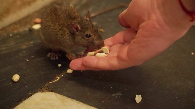 A man feeds a rat from his hand in the Karni Mata Temple, India. Rats are considered sacred animals and roam freely, are worshiped and fed at the Karni Mata temple.