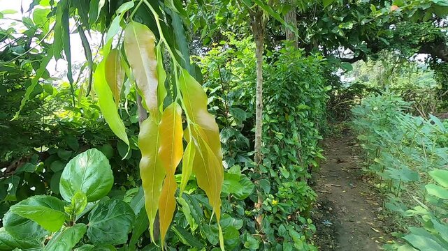 Polyalthia longifolia'' is a lofty evergreen tree
