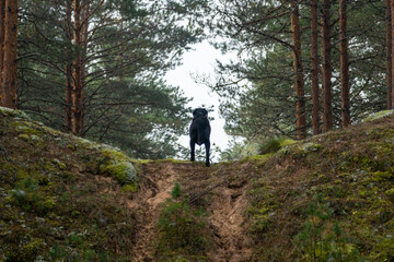 Beautiful summer view of a lush green pine forest in Latvia.  Black labrador in wood.