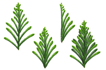 A set of green pine branches of the Christmas tree for elements in Christmas decorative design, natural objects, separate designs on a white background, vector illustrations.