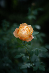 Rose Orange