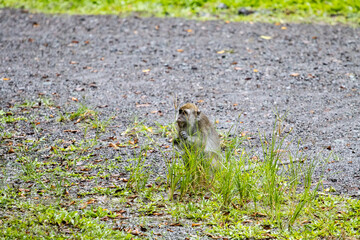 A solitary monkey sits on a gravel path surrounded by greenery, showcasing its curiosity and natural habitat.