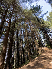 Pine trees on the way to Shogran Valley, Khyber Pakhtunkhwa, Pakistan