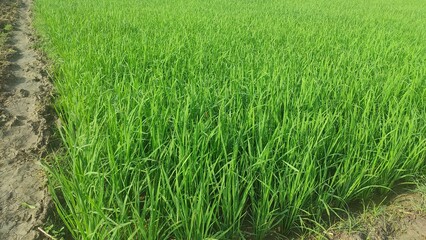Obraz premium Rice plants swaying in the wind after the rain 