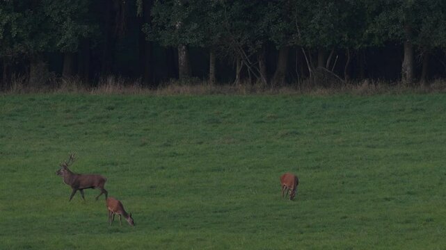 Rut season. Male and female of deer on the field with forest in the background. Red deer stag outside forest, animal lying in grass, nature habitat, Czech Republic. Deer in the habitat. 