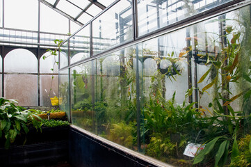 Dark wall of showcases with hanging plants and old windows at botanic garden 