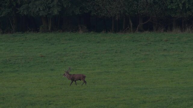 Rut season. Male and female of deer on the field with forest in the background. Red deer stag outside forest, animal lying in grass, nature habitat, Czech Republic. Deer in the habitat. 