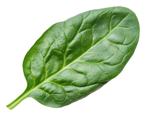 Obraz premium PNG Fresh spinach leaf isolated on white background