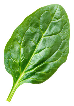 PNG Fresh spinach leaf on white background