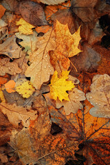 Autumn leaves nature background. fallen colorful tree leaves in raindrops close up, texture natural backdrop. top view. full frame