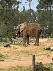 Fototapeta premium Elephant