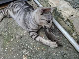 a gray domestic cat is catching a mouse