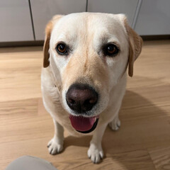 dog, labrador, pet, retriever, animal, puppy, canine, cute, isolated, white, golden, yellow, portrait, labrador retriever, mammal, pets, sitting, lab, purebred, domestic, breed, white background, ador