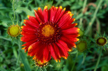 Gaillarde , gaillardia x grandifolia