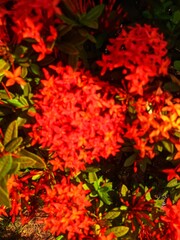 red and yellow flowers