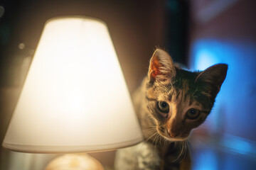 Cat near warm glowing lamp indoors. Cute kitten exploring illuminated space, cozy atmosphere with...