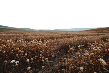 Obraz premium PNG Wither flower fields landscape outdoors nature.