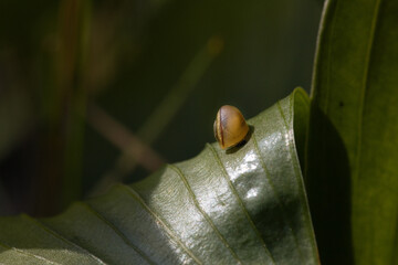 A snail on the garden leave 