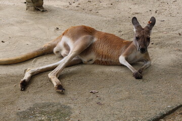 カンガルーの一休み