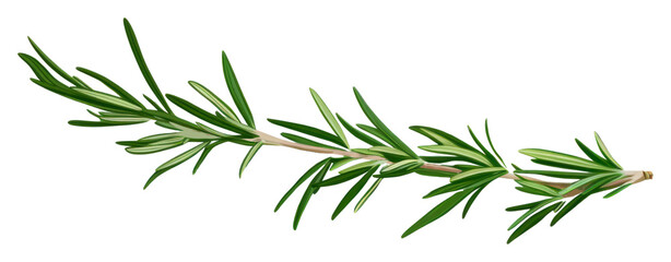 Fototapeta premium PNG Plant herbs leaf rosemary.