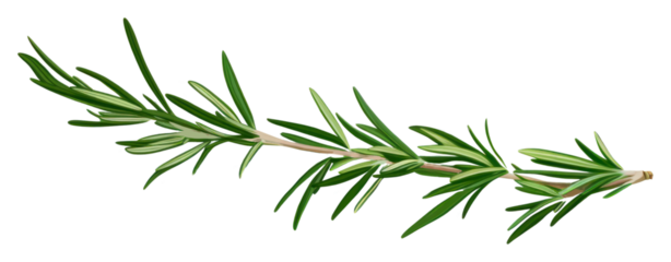 PNG Plant herbs leaf rosemary.