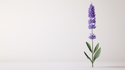 Obraz premium Delicate Lavender Bloom in 3D Render Against White Background at 45� Angle