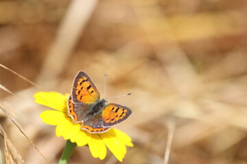 upper wings of Lycaena phlaeas (small copper) 