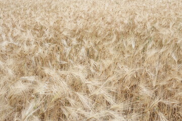 golden wheat field in summer