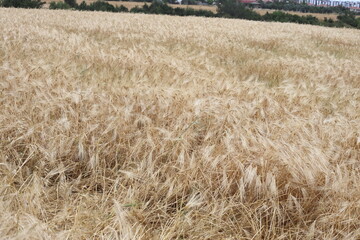 golden wheat field in summer