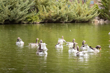 duck, bird, water, nature, wildlife, lake, animal, pond, swimming, wild, 