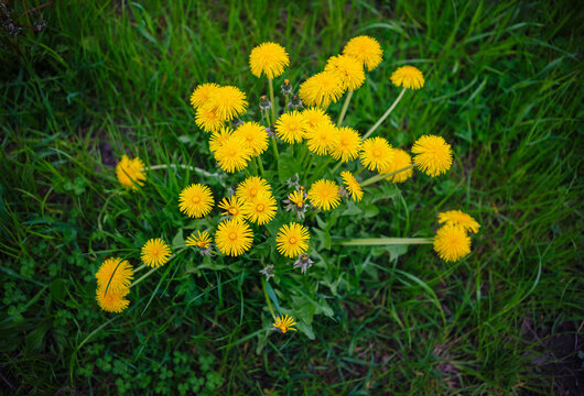 Fototapeta Group of dandelions growing wild in green grass