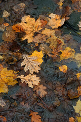 Autumn leaves nature background. fallen tree leaves in raindrops close up, abstract texture backdrop. top view. dark tone