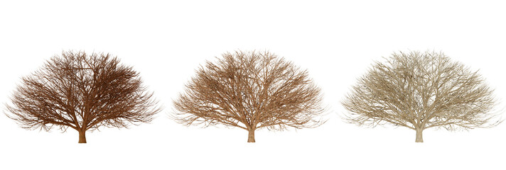 Sea Fan Coral in various colors and patterns isolated on a transparent background