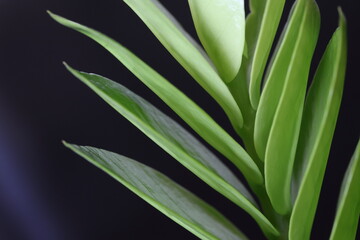 close up of leaves of Zamioculcas zamiifolia or emerald palm