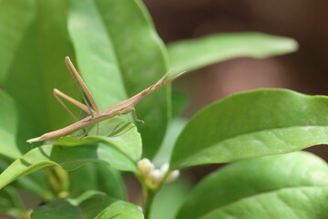 beige praying mantis on green leaf