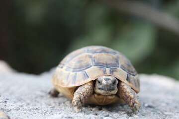 a turtle on the rocks