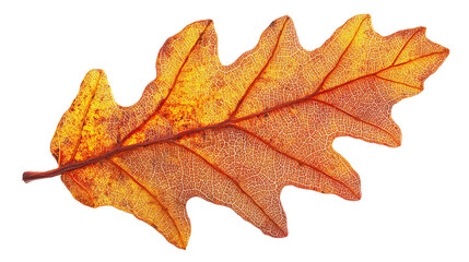 Vibrant Autumn Oak Leaf on a Transparent Background