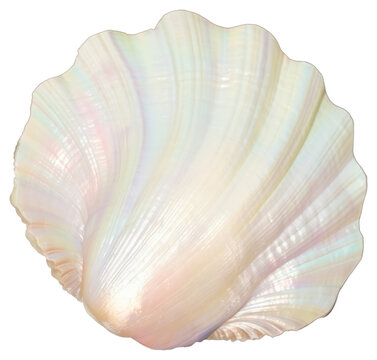 PNG Iridescent seashell ocean beauty