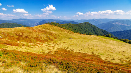 grassy meadow with forest on the hill. carpathian mountain landscape on a sunny day in autumn....
