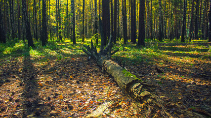 a fallen pine tree in the Siberian forest