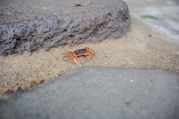 japanese temple in autumn