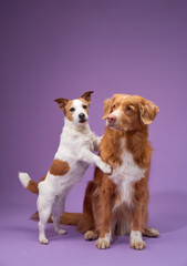 A Jack Russell Terrier and a Nova Scotia Duck Tolling Retriever pose together in a studio, with the smaller dog playfully leaning on the larger one. 
