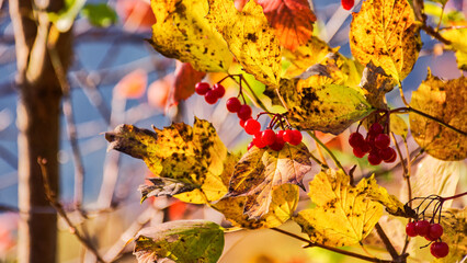 colorful foliage on the branch in autumn forest. closeup nature background. sunny day