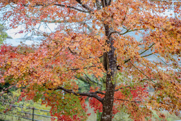 japanese temple in autumn