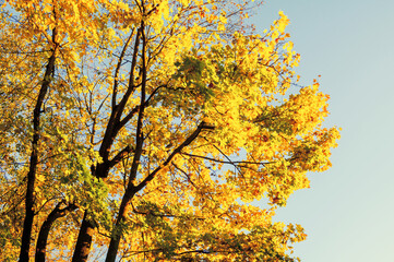 Fototapeta premium Autumn forest landscape, yellow forest tree tops against blue sky, autumn trees in sunny day, vintage filter applied