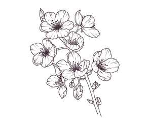Sakura flower branch hand drawn black floral sketch. Cherry blossom japanese twigs line art. Spring botanical petal, leaves. Bloom asian plant vector illustration in outline style